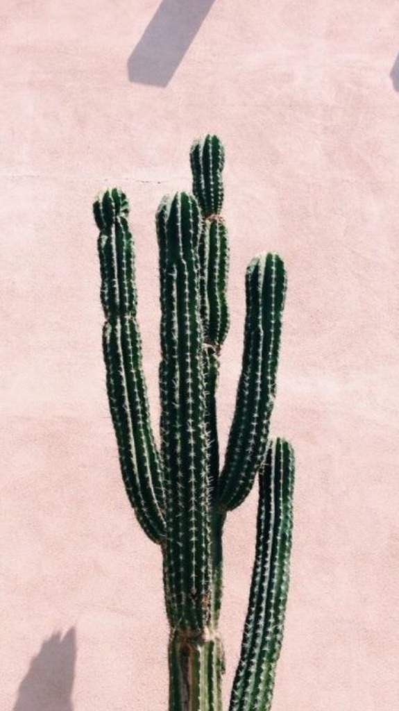 Cacti Aesthetic Dump | símply aesthetíc Amino