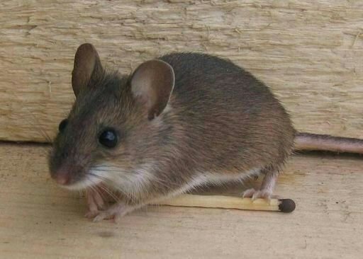Мышь Домовая | Wiki | Animals & Pets {Rus} Amino