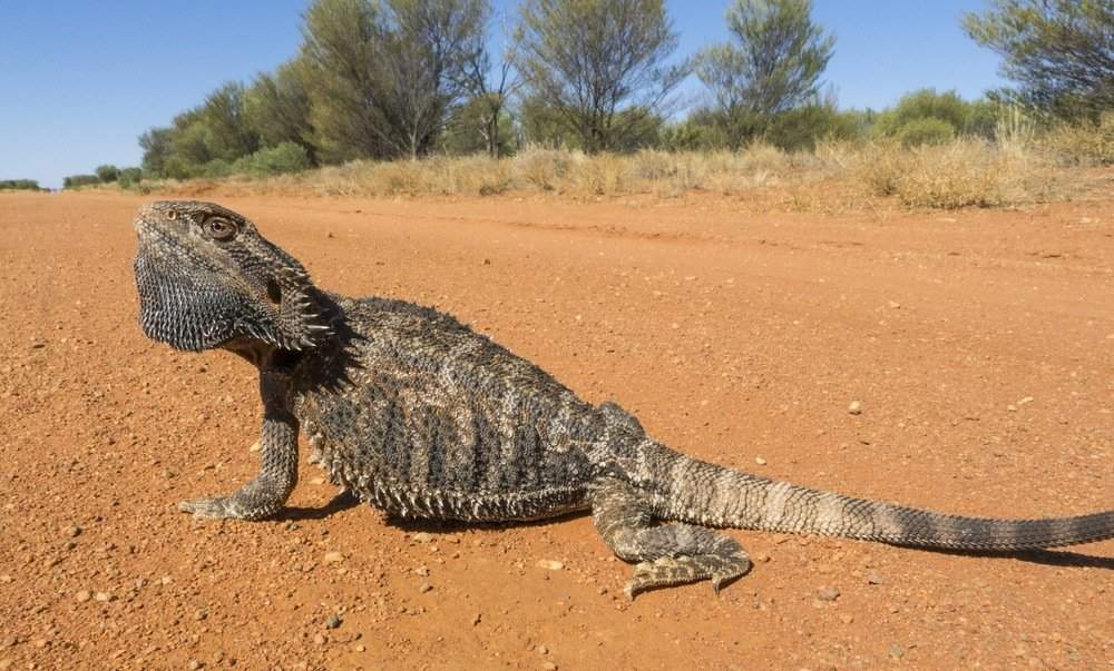 bearded-dragon-fact-file-aac-wild-animals-amino