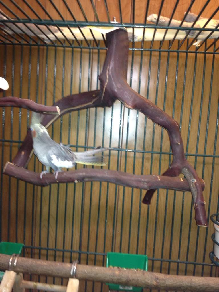 The Importance of Perches Birds Amino Amino