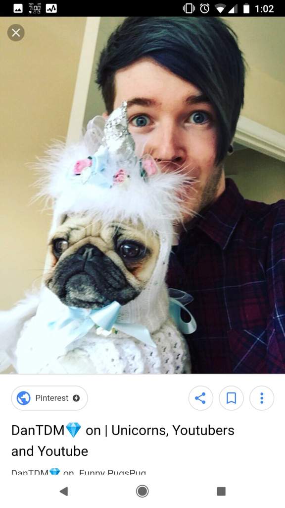 dantdm pugs