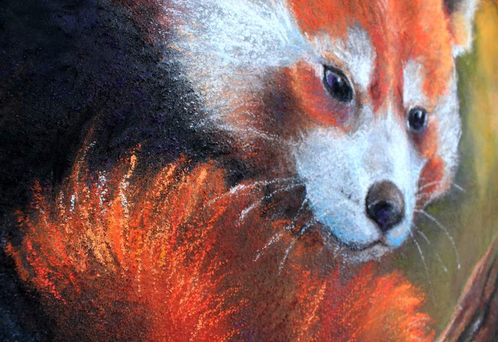 Red Panda Quiescent Chalk Art Art Amino