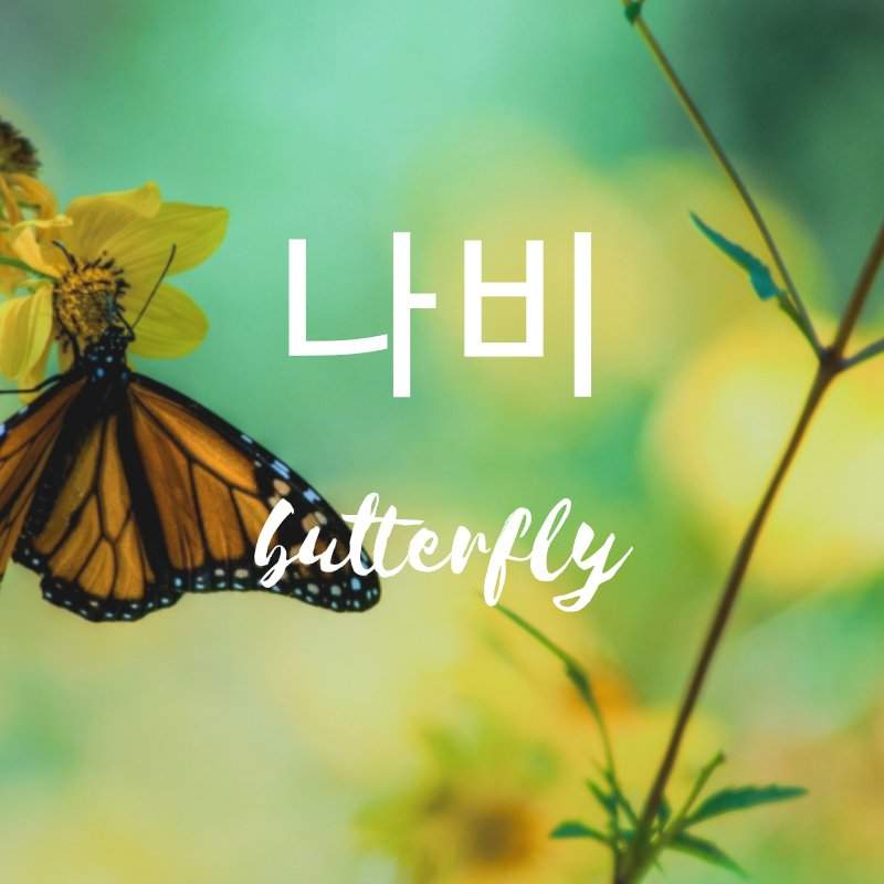 Vocab Butterfly 나비 Korean Studies Amino