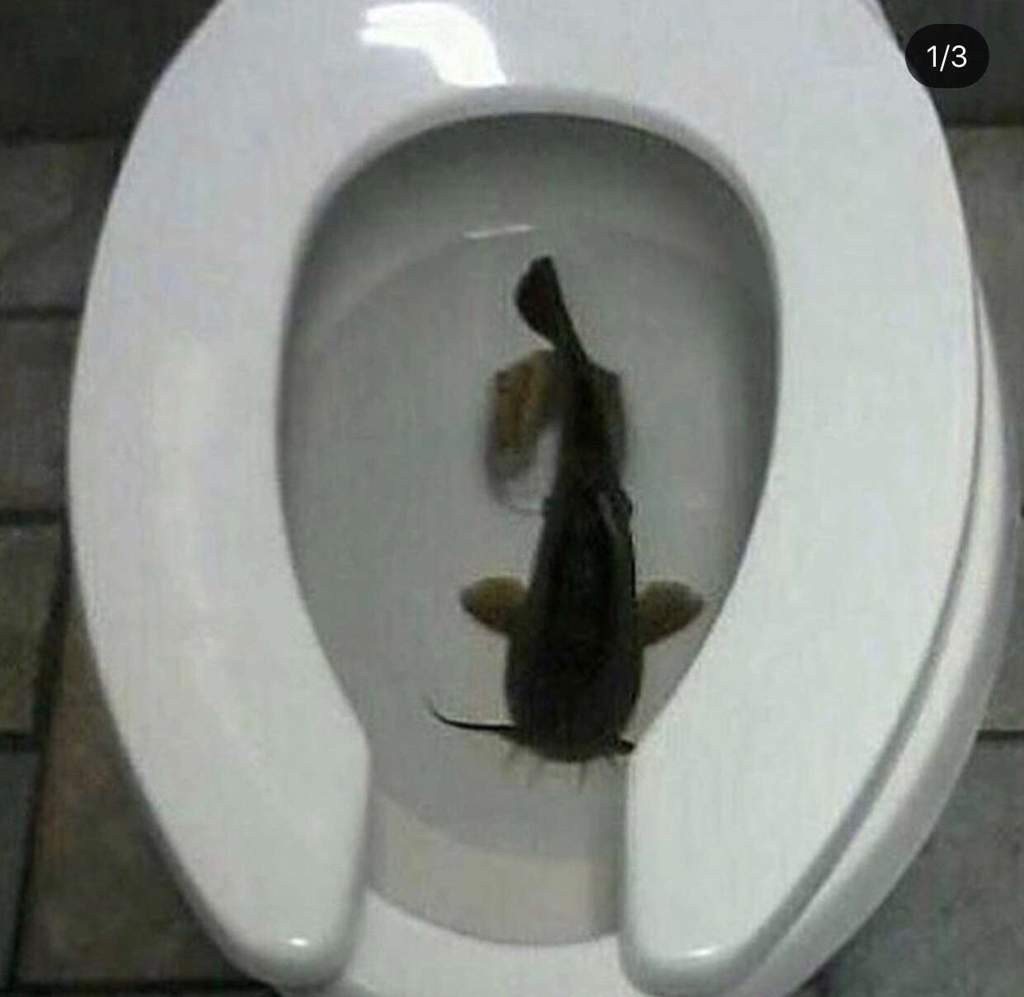 Cursed Images Dump Number 15 Burger king foot lettuce. The last thing you'd want in your Burger