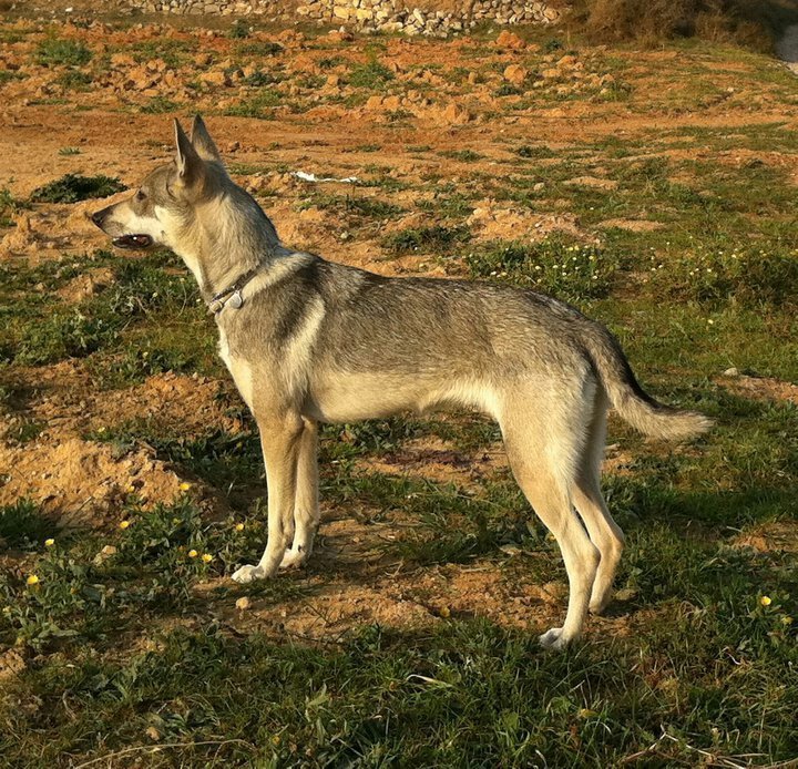 Perro Lobo Herreño | Wiki | Perritos Amino