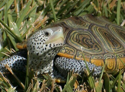 Diamondback Terrapin | Wiki | Herps and Reptiles Amino