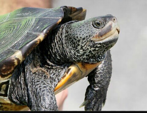 Diamondback Terrapin | Wiki | Herps and Reptiles Amino