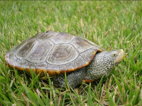 Diamondback Terrapin | Wiki | Reptiles Amino