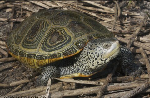 Diamondback Terrapin | Wiki | Reptiles Amino