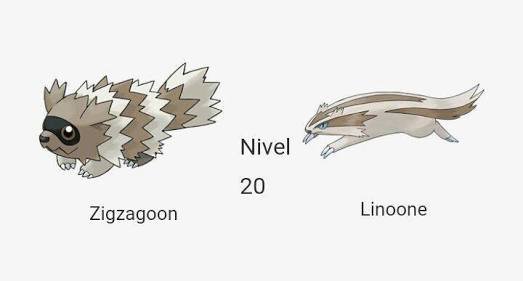 zigzagoon evolution pokemon