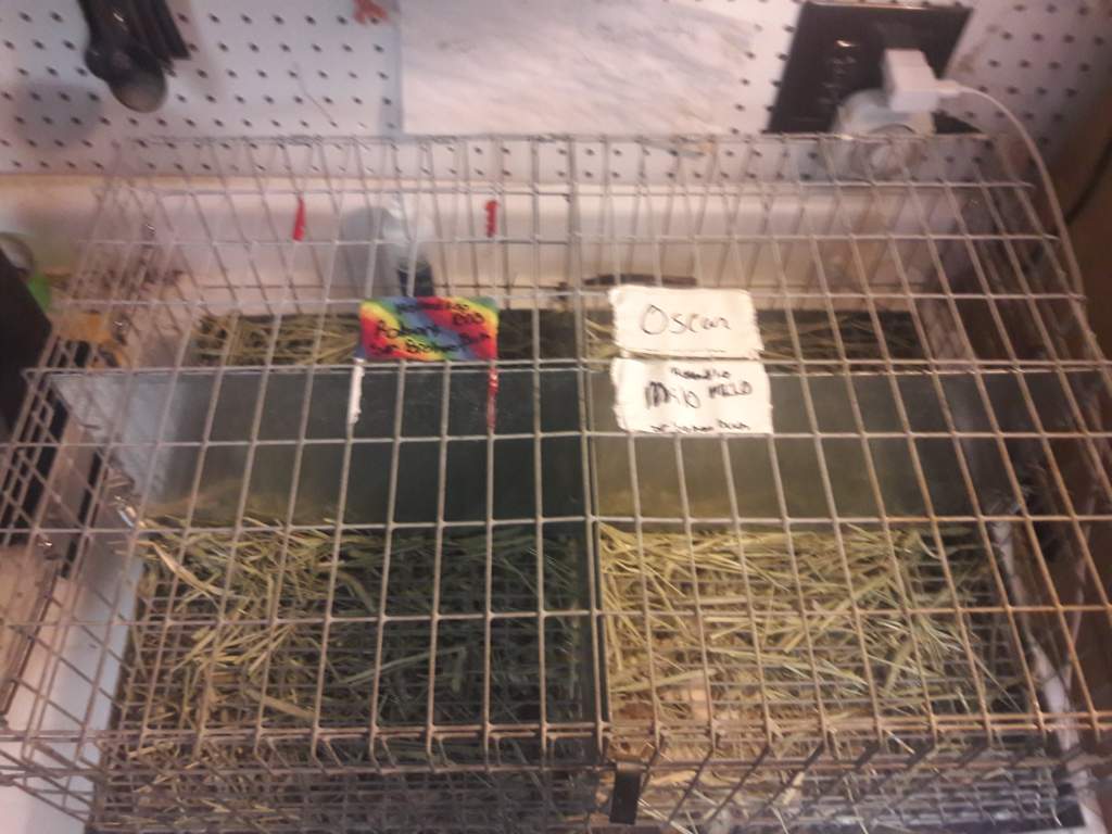 How to clean rabbit carriers Rabbit Lovers Amino Amino