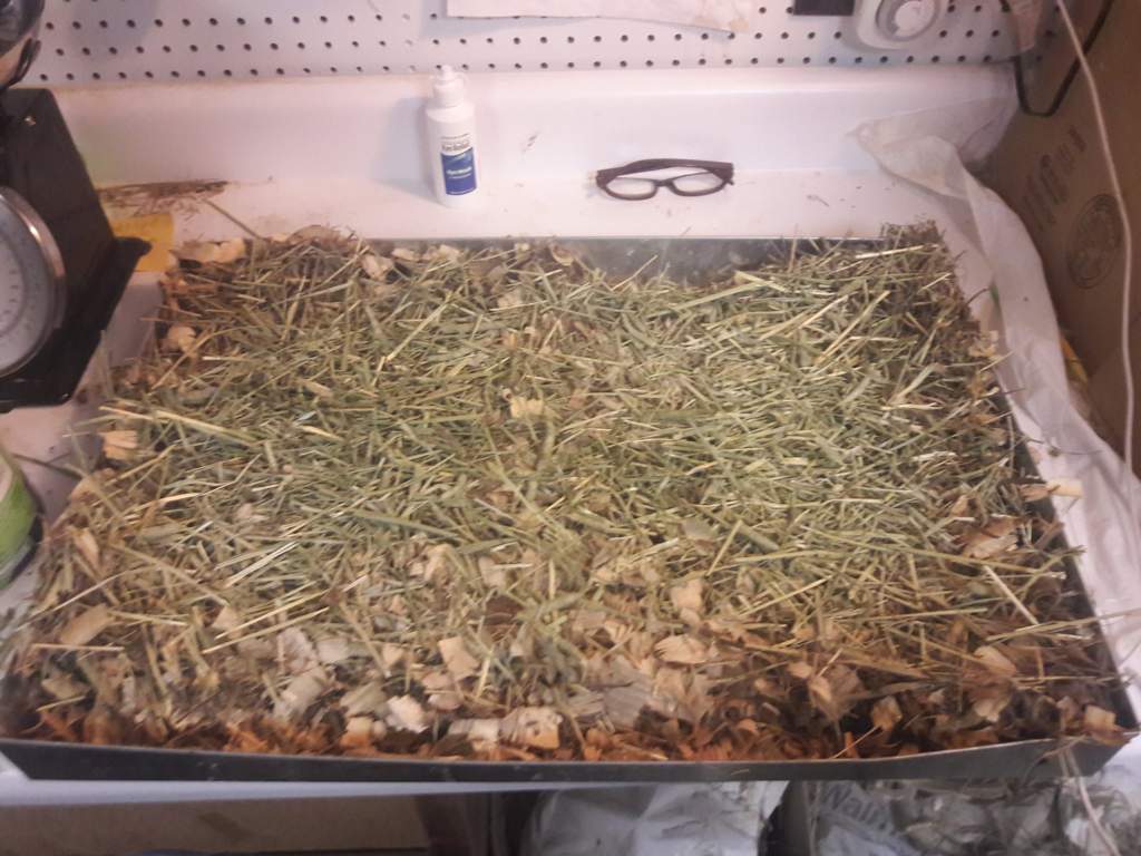 How to clean rabbit carriers Rabbit Lovers Amino Amino