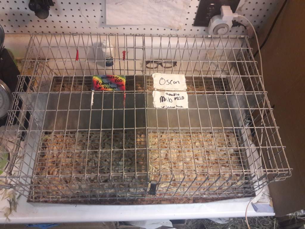 How to clean rabbit carriers Rabbit Lovers Amino Amino