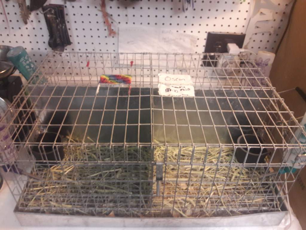 How to clean rabbit carriers Rabbit Lovers Amino Amino