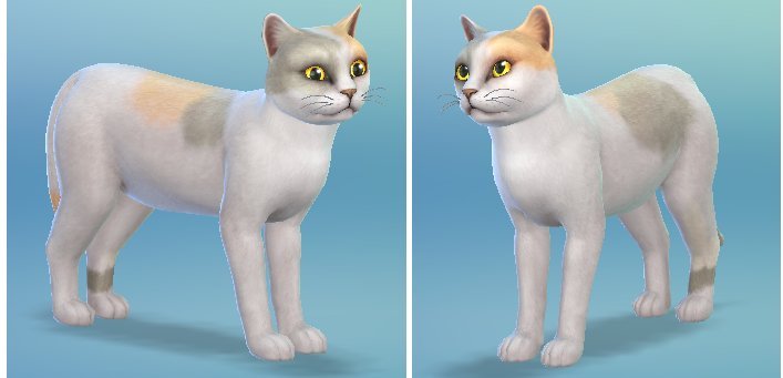 Sims 4 kitties | Neko Atsume™️ Amino