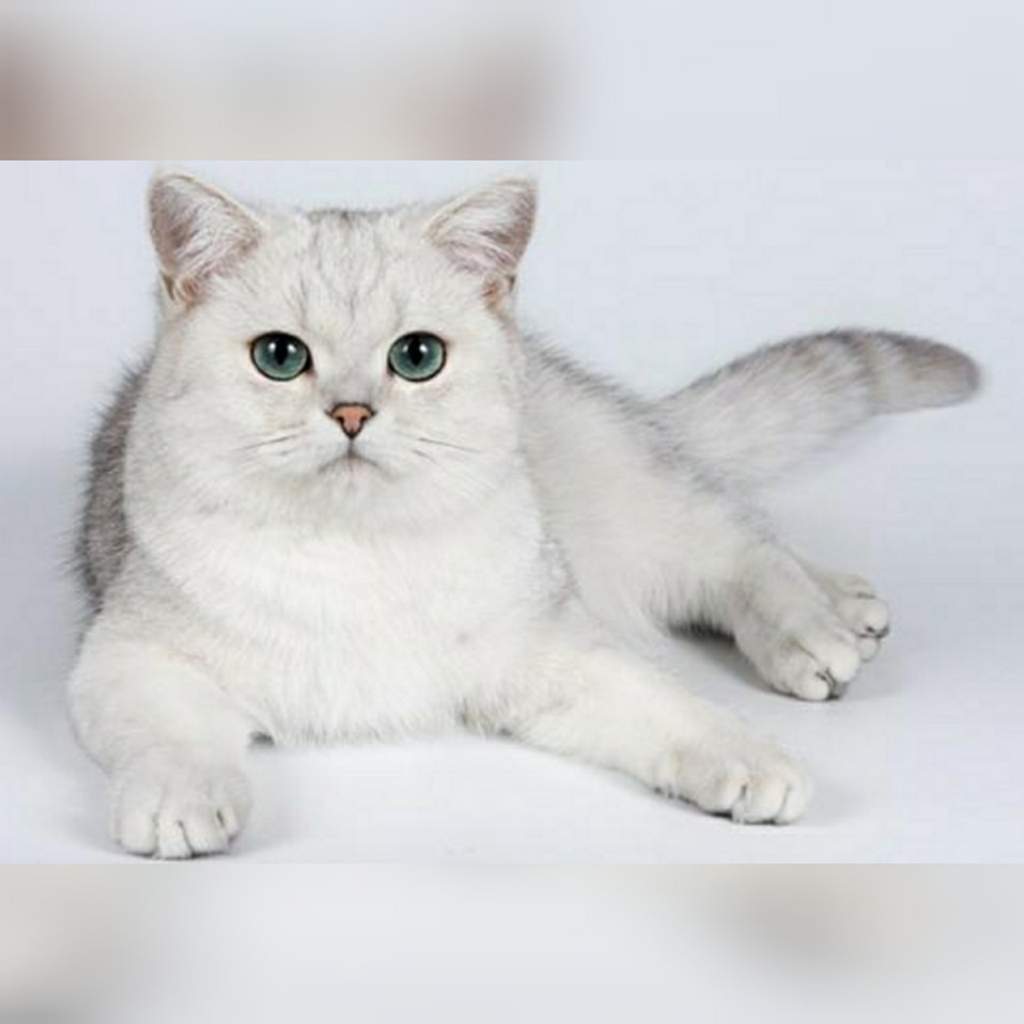 фото кошек серебристая шиншилла шотландская