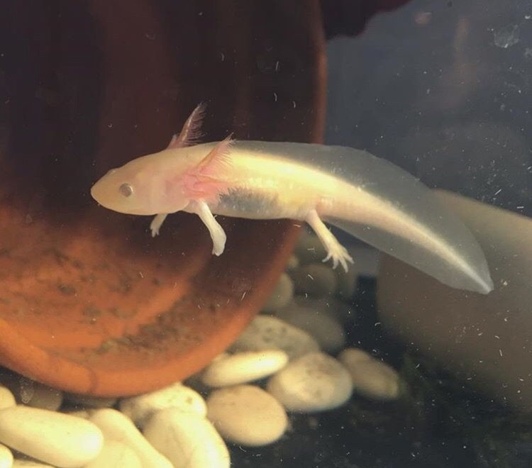 Axolotl Husbandry Guide ᐯeterinary ᗰedicine Amino