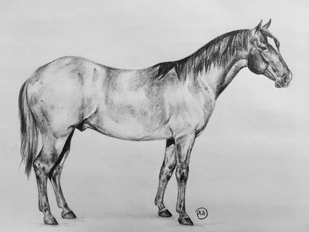 Quarter Horse Drawing Equestrian Amino