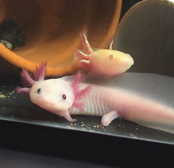 Axolotl Husbandry Guide | ᐯeterinary ᗰedicine Amino