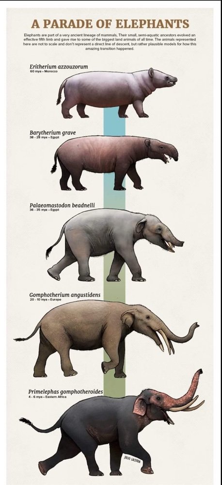 How They Came To Be ~ The Evolution Of Animals | Prehistoric Amino! Amino