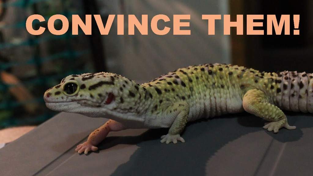 Tips on How to Convince your Parents to Get a Reptile Reptiles Amino
