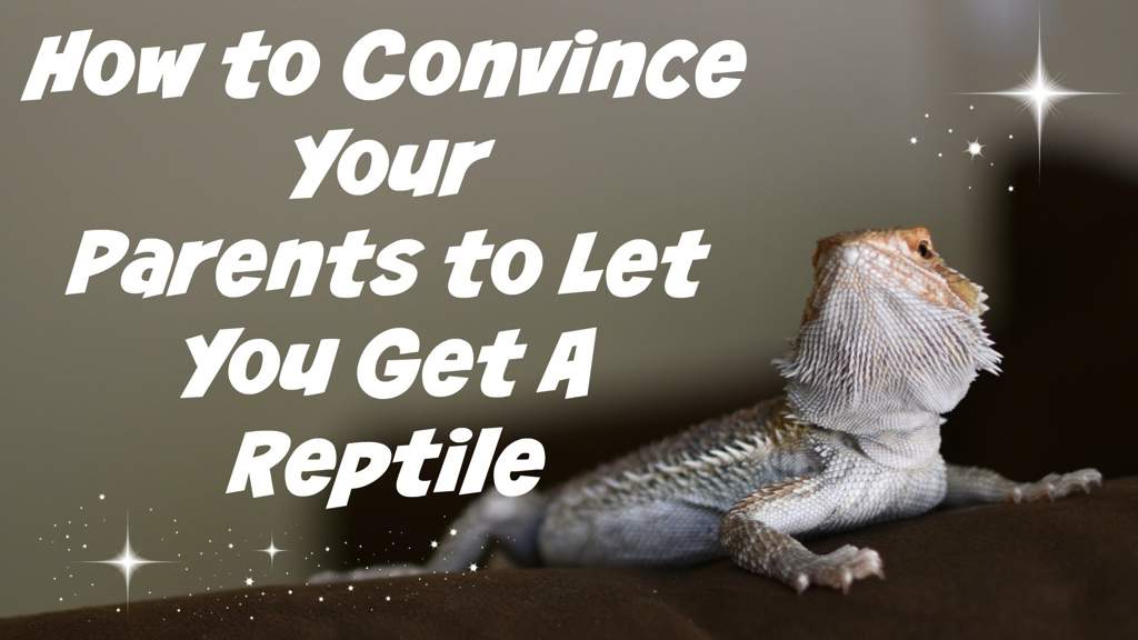 Tips on How to Convince your Parents to Get a Reptile Reptiles Amino