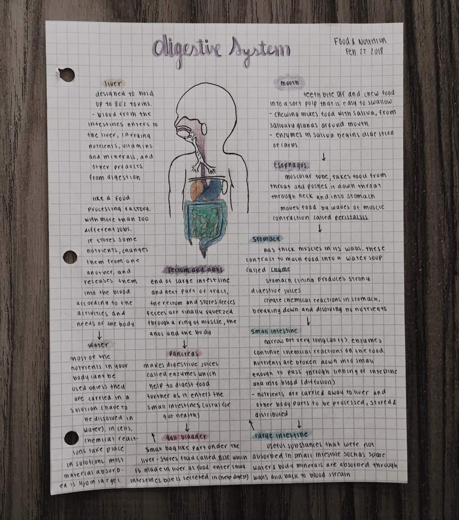 digestive-system-notes-studying-amino-amino