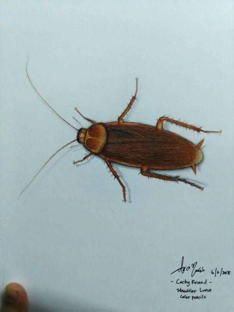 10 Best For Cockroach Drawing Colour Armelle Jewellery - found on google from drawingtutorials101com roblox cake