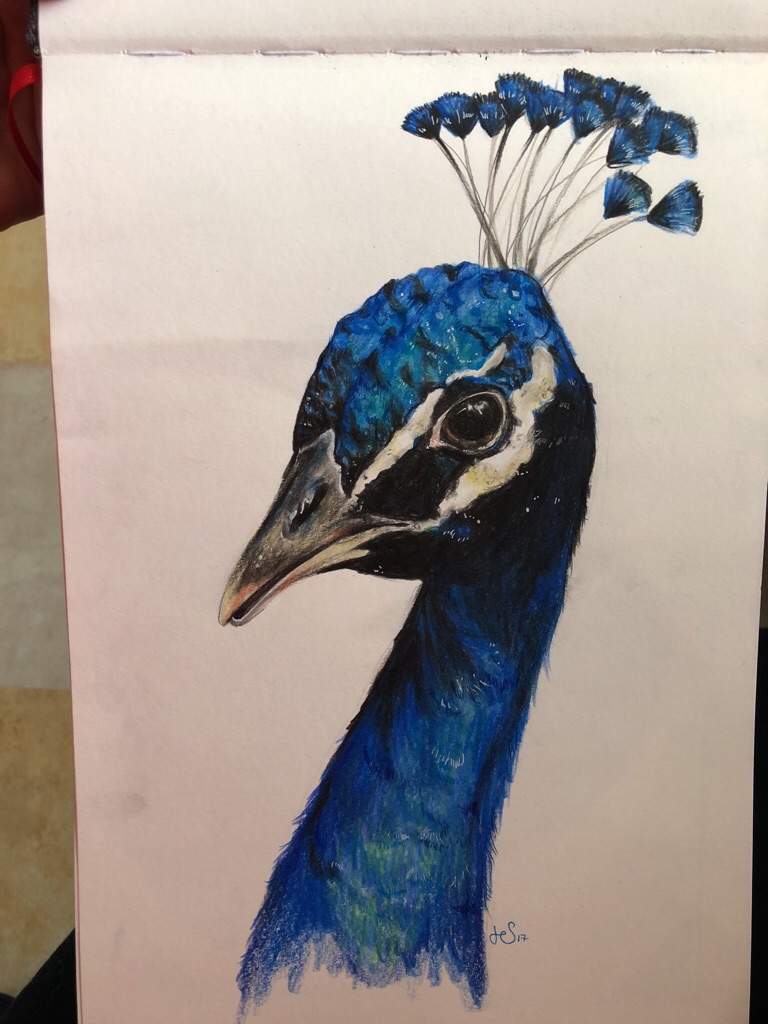 Draw a Peacock colored by Diana-Huang on DeviantArt
