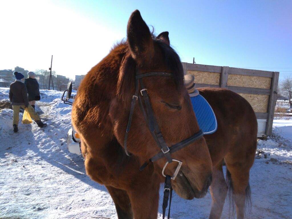 Мой гнедой красавец | Wiki | 🐎Лошади - это мой мир! Amino