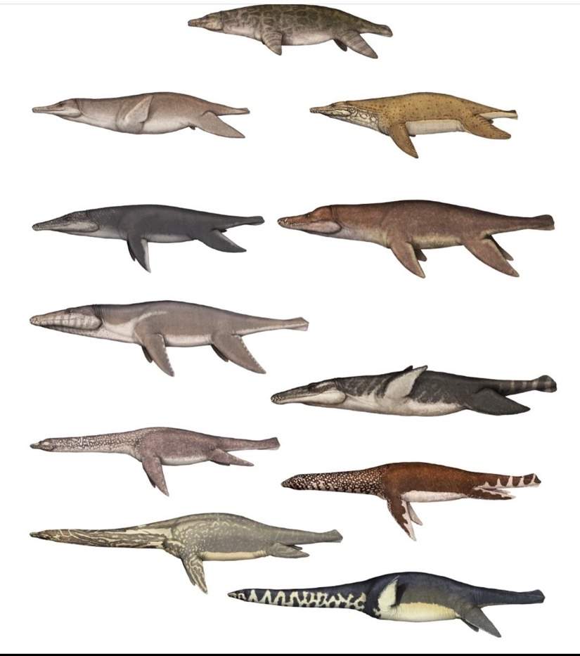 Plesiosaurs From The Oxford Clay Formation In England | Prehistoric ...