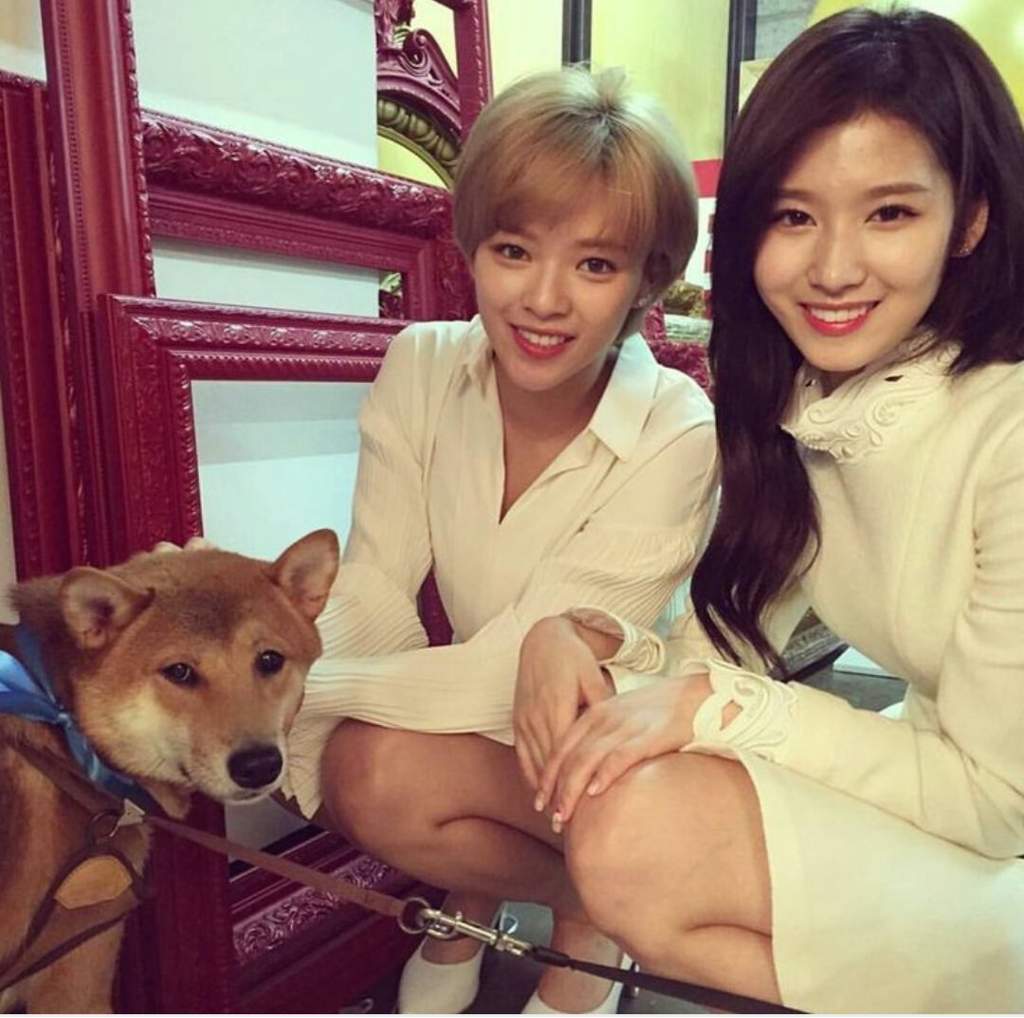 twice-and-cutie-dogs-twice-amino