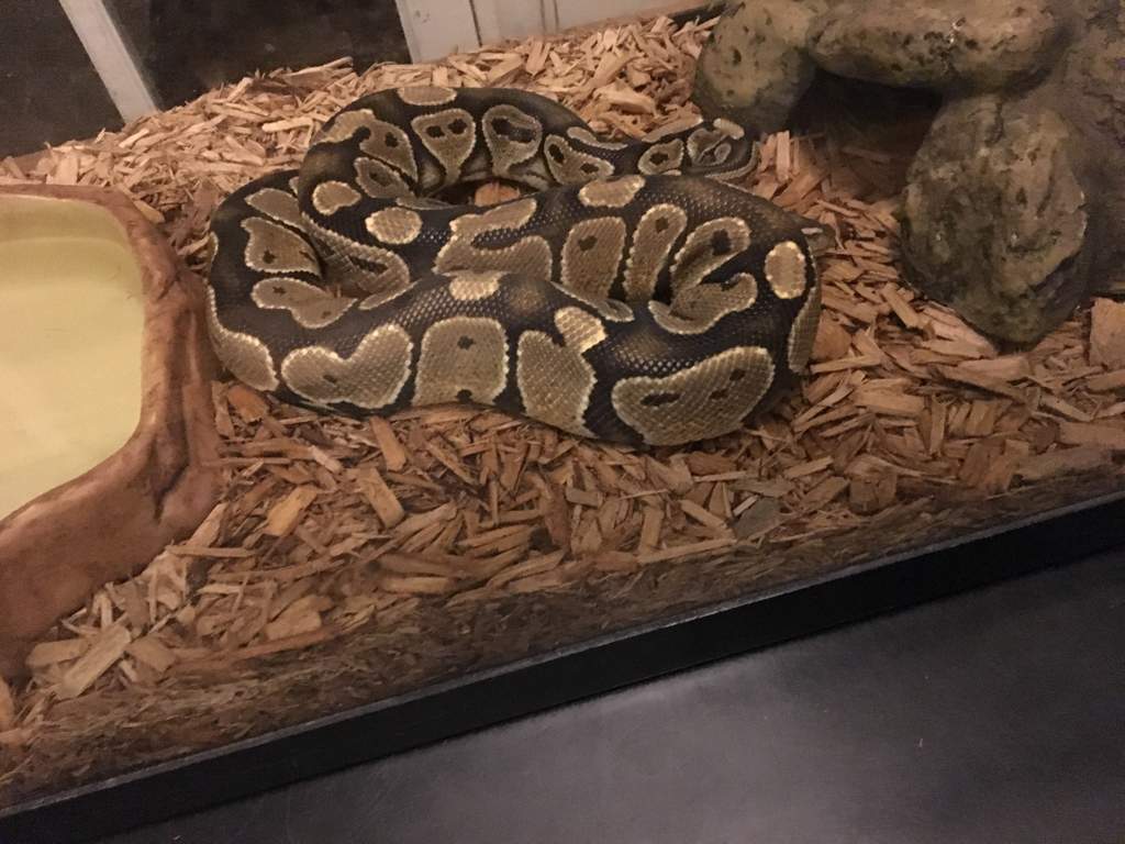 i-have-a-three-year-old-ball-python-herps-and-reptiles-amino