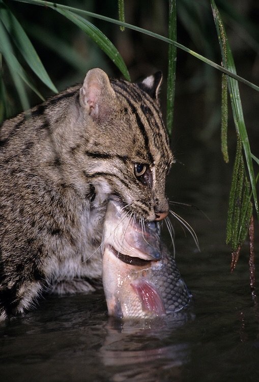 Bengal Fishing Cat Wild Animals! Amino