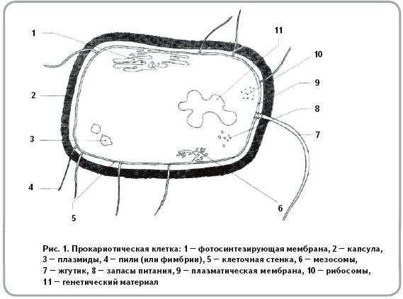 Соотнеси основные части бактериальной клетки с изображением