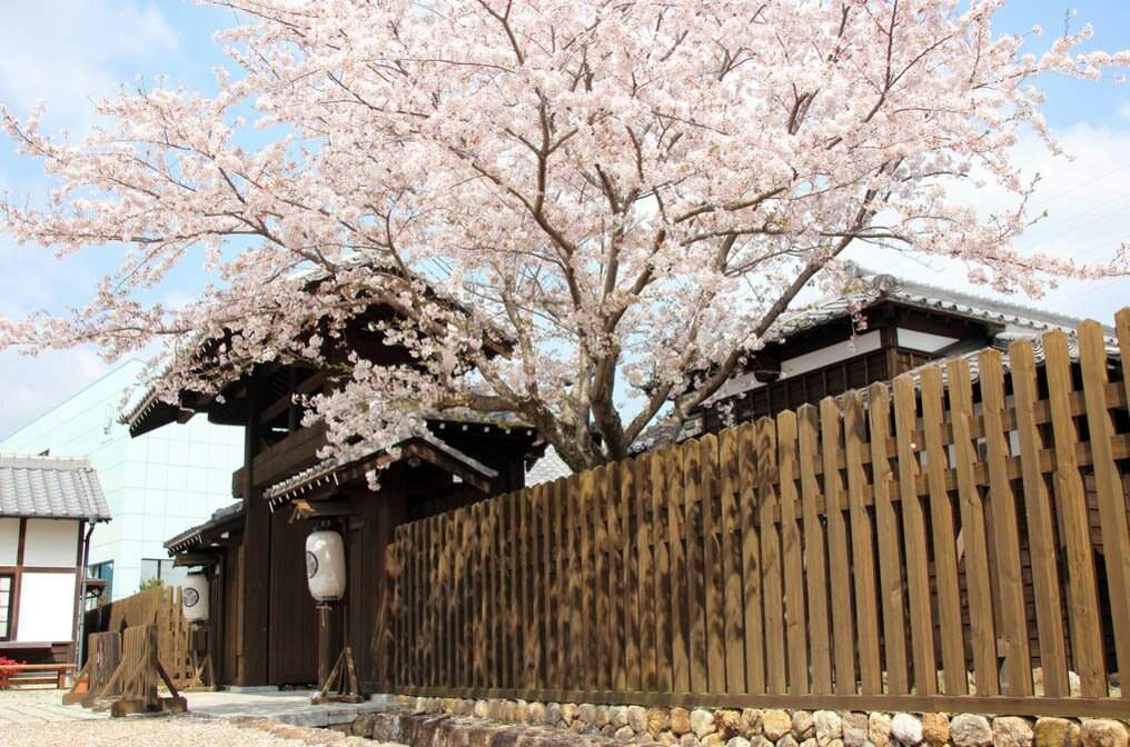 Vika sakura. Умэ дерево. Сакурума.