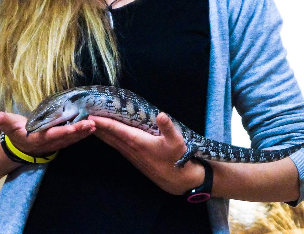 Reptile Expo Tips and Tricks | Reptiles Amino