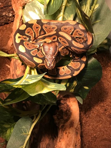 Loki | Wiki | Reptiles Amino