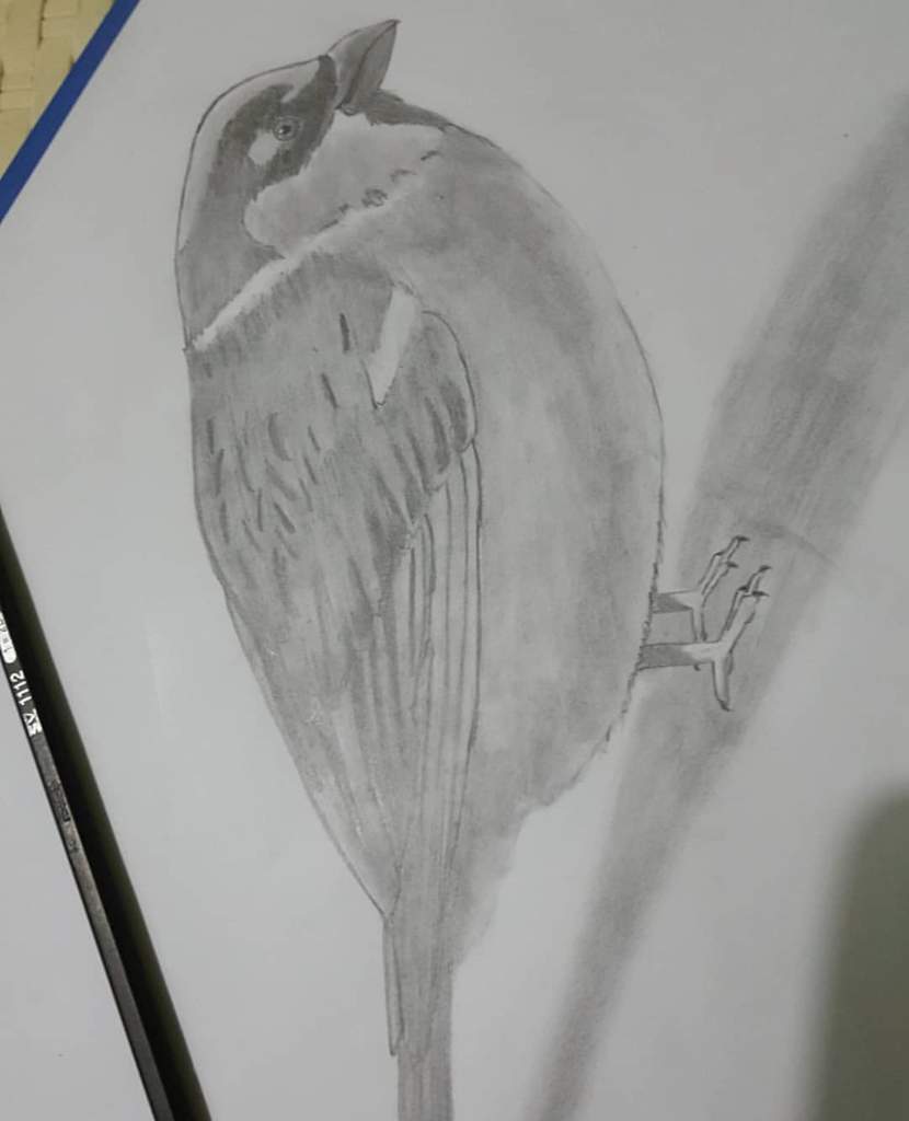 رسم طائر 😄  الفن والرسم Amino
