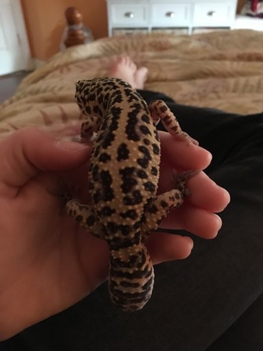 Draco The Gecko | Herps and Reptiles Amino