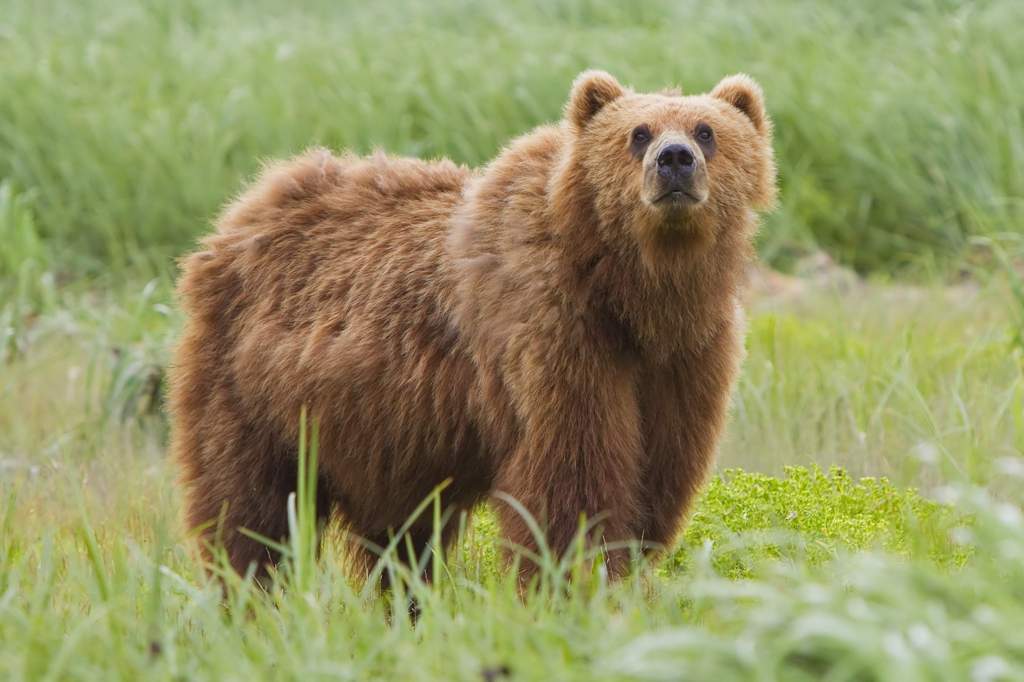 urso-pardo-mundo-animal-amino