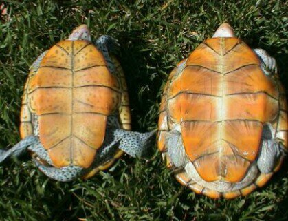 Diamondback Terrapins | Wiki | Wild Animals! Amino