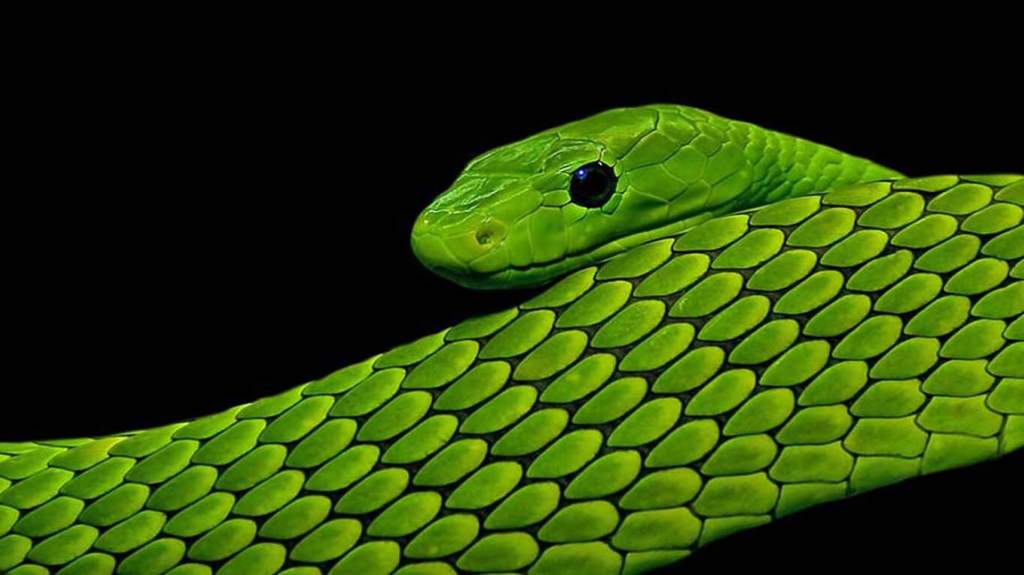 Reptiles 101- Eastern Green Mamba | Pets Amino