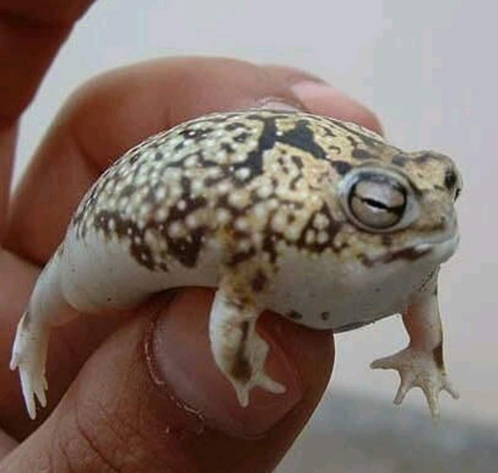 La grenouille de pluie du Namaqualand Wiki Aminaux World Amino
