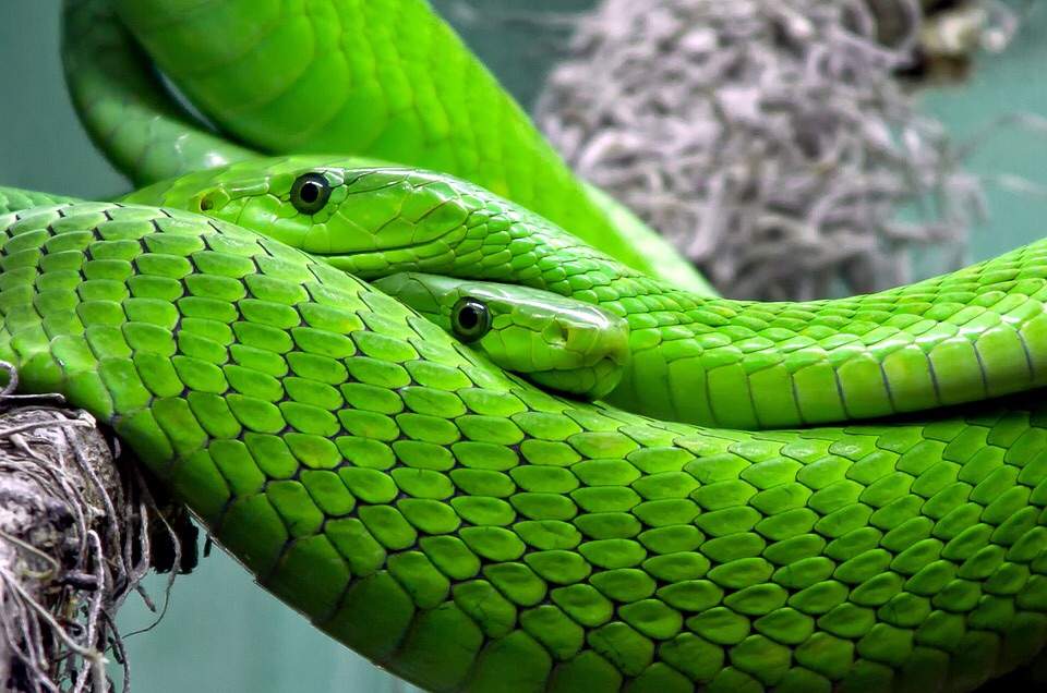 Reptiles 101- Eastern Green Mamba | Pets Amino