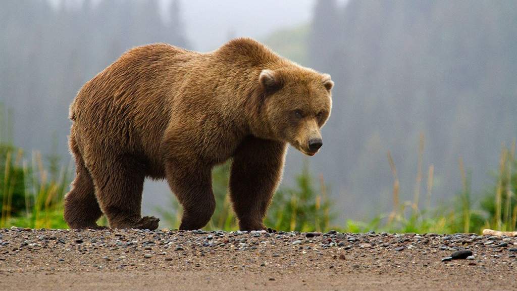 urso-pardo-mundo-animal-amino