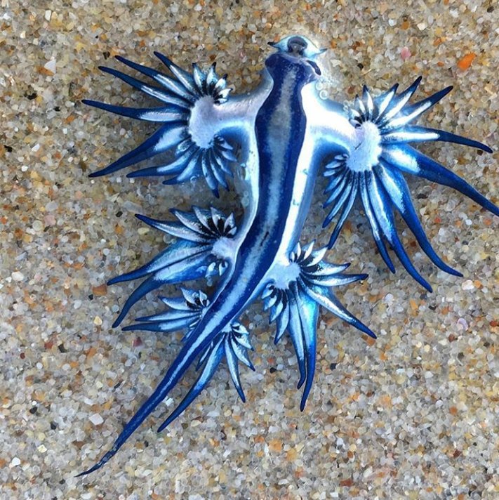 Animal of the week ........ The blue sea slug | Animal Amino