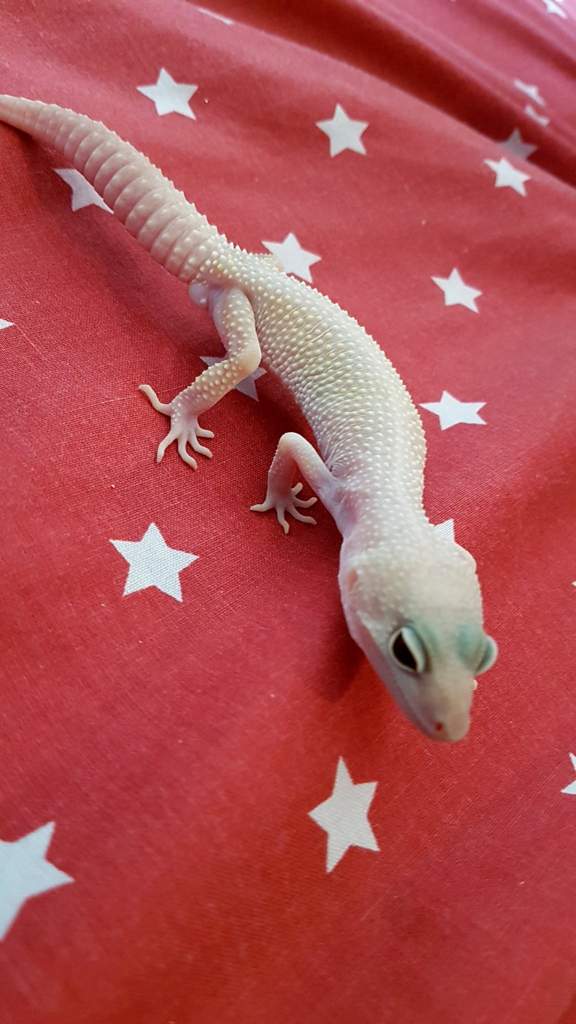 super snow blazing blizzard leopard gecko