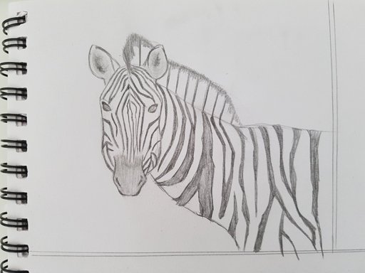 Zebra Practice | Art Amino