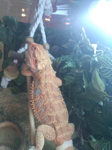 My bearded dragons bird toy | Herps and Reptiles Amino